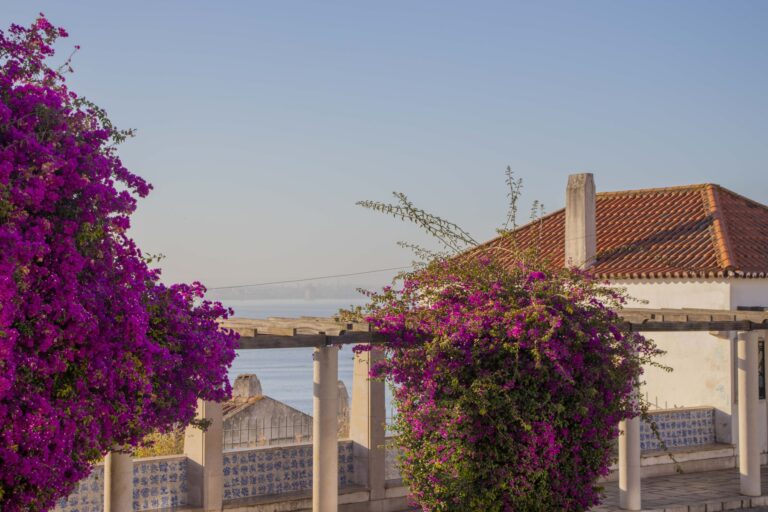 Bougainvillea at the Portas do Sol viewpoint in the early morning